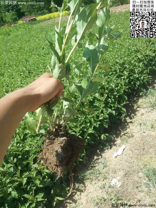 紅王子錦帶 紅王子錦帶