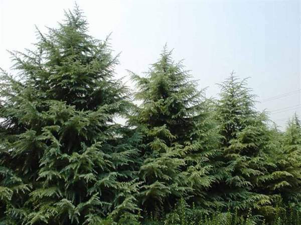 2016年最新雪松價格