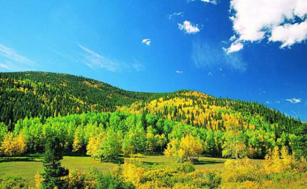 學(xué)習(xí)國(guó)外苗木行業(yè)經(jīng)驗(yàn)，搶先了解國(guó)內(nèi)市場(chǎng)動(dòng)態(tài)