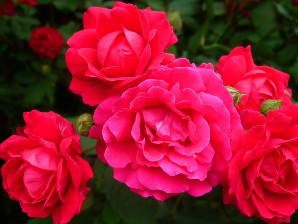 哪里有薔薇花苗賣？薔薇花苗批發(fā)