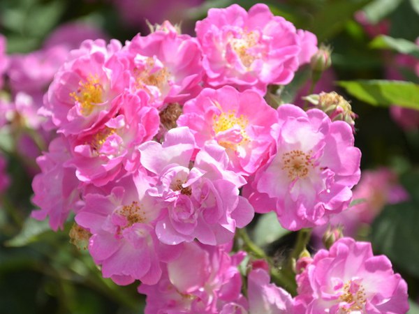 哪里有薔薇花苗賣？薔薇花苗批發(fā)