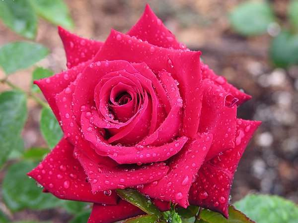 哪里有薔薇花苗賣？薔薇花苗批發(fā)