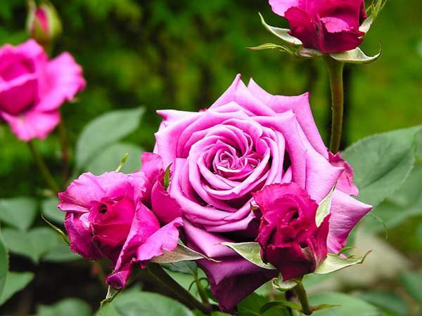 哪里有薔薇花苗賣？薔薇花苗批發(fā)