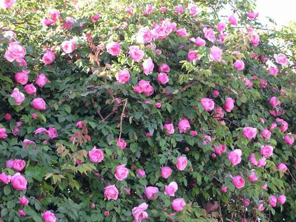 哪里有薔薇花苗賣？薔薇花苗批發(fā)