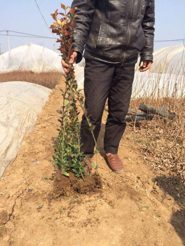 大葉黃楊苗 大葉黃楊苗