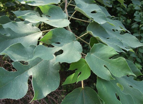 構(gòu)樹 構(gòu)樹