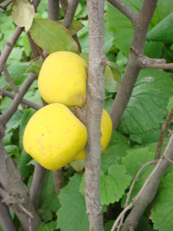 日本貼梗海棠果 日本貼梗海棠果