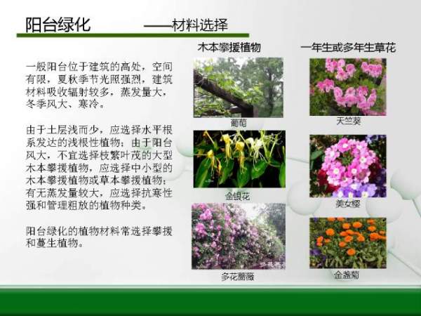 陽臺綠化--材料選擇 陽臺綠化--材料選擇