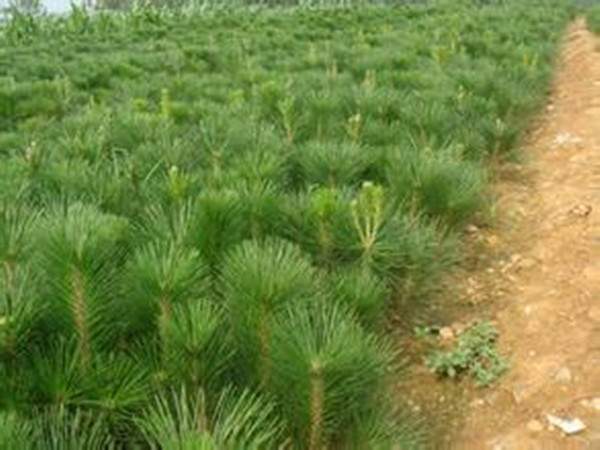 30-40cm高黑松小苗 30-40cm高黑松小苗