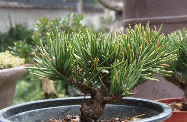 寸梢黑松 寸梢黑松