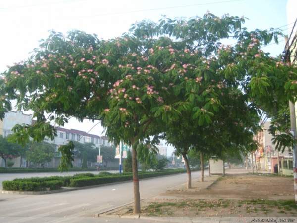 合歡樹(shù) 合歡樹(shù)