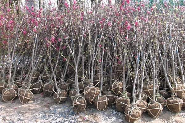 紅葉碧桃苗 紅葉碧桃苗