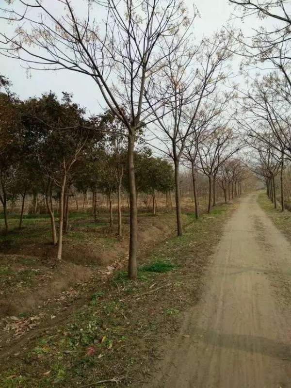 供應(yīng)胸徑14公分14公分16公分苦楝樹(shù)圖片 供應(yīng)胸徑14公分14公分16公分苦楝樹(shù)圖片