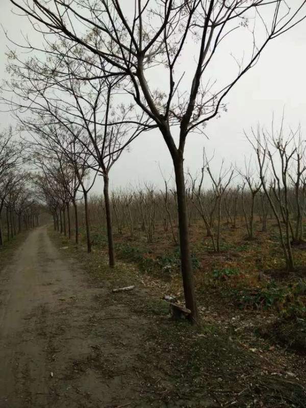 胸徑14公分14公分16公分苦楝樹(shù)圖片 胸徑14公分14公分16公分苦楝樹(shù)圖片