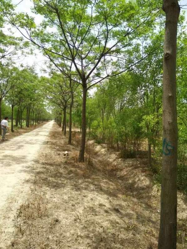 胸徑14公分14公分16公分苦楝樹(shù)圖片 胸徑14公分14公分16公分苦楝樹(shù)圖片