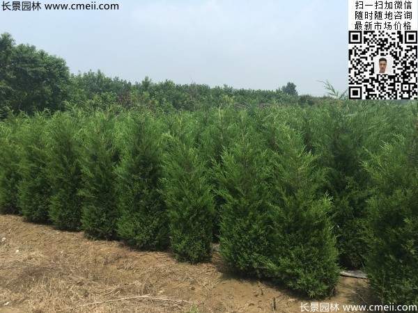 常綠松柏植物塔柏圖片 常綠松柏植物塔柏圖片