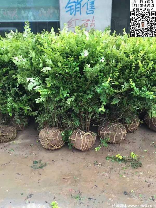 冠幅60公分70公分金葉女貞球圖片 冠幅60公分70公分金葉女貞球圖片