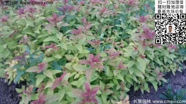 金焰繡線菊基地圖片