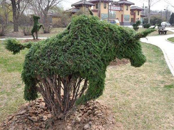 勁爆眼球的檜柏造型，心都醉了