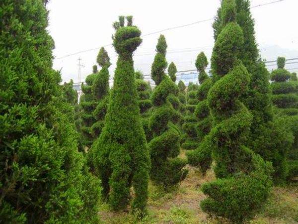 勁爆眼球的檜柏造型，心都醉了