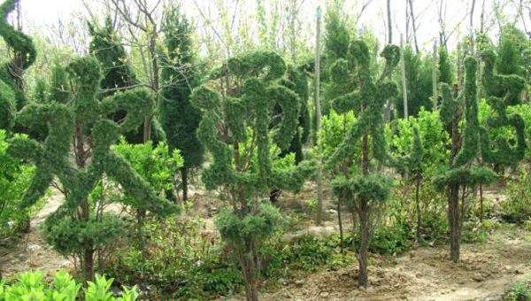 勁爆眼球的檜柏造型，心都醉了