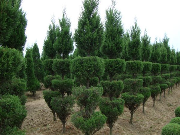 勁爆眼球的檜柏造型，心都醉了