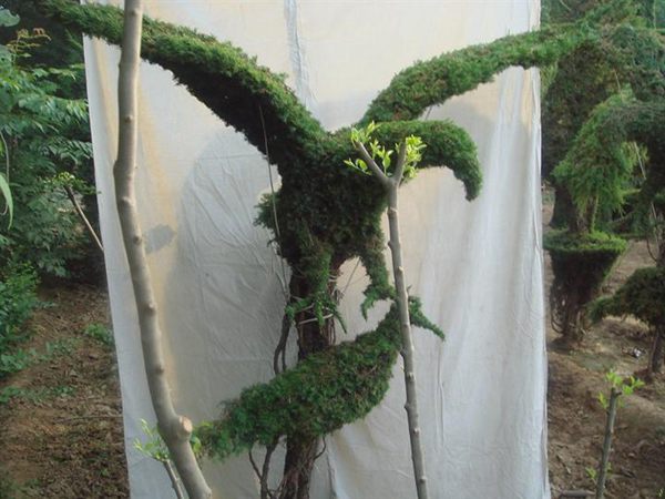 勁爆眼球的檜柏造型，心都醉了