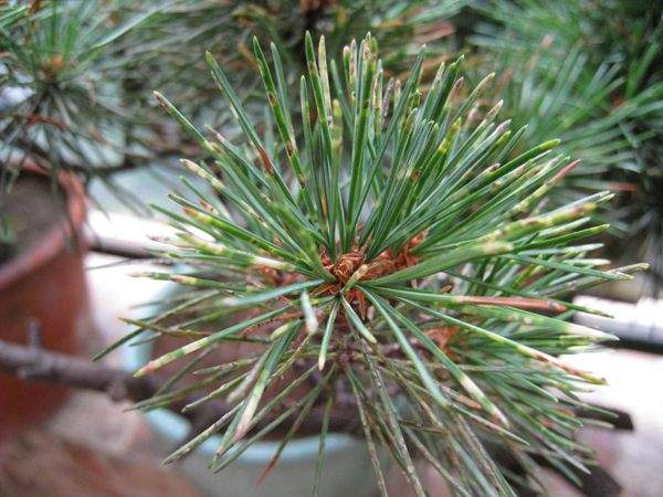 五針松葉 五針松葉