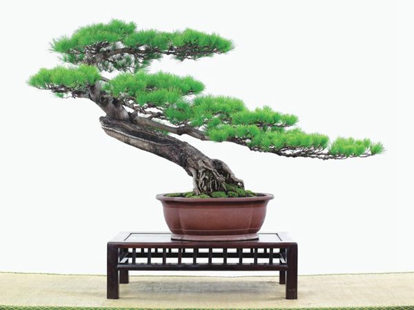 有著百變造型之王的五針?biāo)墒窃鯓訜挸傻?/><br/></div><p><strong>(1）取、審材</strong><br/>我國引種栽培五針?biāo)桑捎诮Y(jié)實少，且多發(fā)育不良，種粒<a href='http://www.sc-slnt.com/huahaijianshe/138890.html' target='_blank'>發(fā)芽率</a>低，故多采用嫁接法繁殖。<br/>盆栽五針?biāo)桑侵谱魑遽標(biāo)膳杈暗闹饕牧稀Ｋ母Γ煞耧@露，樁干有無彎度，哪些地方突出好看，都要仔細(xì)審視一番。通過審材，找出好觀賞面。五針?biāo)捎^賞價值高低，在于姿色的奇妙與否。通過審材，進(jìn)行藝術(shù)取舍，決定部分根、枝、干、針葉的去留。<br/><strong>(2）上盆</strong><br/>①選盆：五針?biāo)勺藨B(tài)清秀古雅、翠葉蔥籠，宜用外型古雅，色澤深沉的紫砂陶盆。懸崖式用中深圓形盆或正方盆；斜干式、直干式則用長方形盆或橢圓盆；曲干式用稍深的馬槽盆；合栽式用較淺長方形盆，其大小可視樹形而選定。<br/>②用土：栽植五針?biāo)傻呐柰烈擞觅|(zhì)地疏松、肥沃的微酸性土，按輕壤60%，砂土3o%a與腐殖土to％的比例以及腐熟餅肥1份混合使用，PH值5-6最宜。<br/>③栽植：五針?biāo)缮吓柙灾惨源杭拘氯~吐芽前3月左右最好，也可在秋季新枝成長后8月中旬至9月進(jìn)行。上盆前修剪傷根、爛根，剪短粗根，在剪口上涂蠟，以防松脂外流。栽時盆土要稍干，盆底墊一層碎瓦片及粗砂之類，以利排水透氣。<br/>④造型與布局：五針?biāo)芍l自然形成層片，層次分明，線條清晰；生長緩慢，枝干上無不定芽萌發(fā)，因此不耐修剪。粗枝不易屈曲，蟠扎造型必須從幼齡樹開始，五針?biāo)稍煨蛻?yīng)以吊扎為主，結(jié)合修剪，作為基本方法。<br/>制作五針?biāo)膳杈埃推渌?盆栽五針?biāo)桑侵谱魑遽標(biāo)膳杈暗闹饕牧稀Ｋ母Γ煞耧@露，樁干有無彎度，哪些地方突出好看，都要仔細(xì)審視一番。通過審材，找出好觀賞面。五針?biāo)捎^賞價值高低，在于姿色的奇妙與否。通過審材，進(jìn)行藝術(shù)取舍，決定部分根、枝、干、針葉的去留。<br/><br/><strong>制作五針?biāo)膳杈埃推渌杈耙粯樱⒅嘏杳娴牟季郑v究自然，給人以舒適的美感。</strong><br/>盆面布局，應(yīng)有疏有密，或“疏能走馬”，或“密不通風(fēng)”。要突出主體，在一盆中，合栽幾株五針?biāo)桑怀鲋黧w，其余則為烘托與陪襯。<br/>盆面布局，要講究層次，這在盆中表現(xiàn)為粗細(xì)、大小的對比。細(xì)到一枝一根上下功夫，使之形象生動，景中有景。樹樁的枝干、針片，各占盆面多少位置，樹、石、亭、橋、屋宇、人物小品等配件的大小，要精心安排，恰到好處，突出盆景主題。總之充分運(yùn)用藝術(shù)造型和造景手法以提高盆景的整體藝術(shù)美。<br/><br/></p><div align=