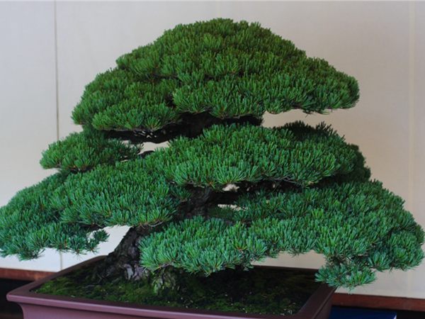 有著百變造型之王的五針?biāo)墒窃鯓訜挸傻?/><br/></div><p><strong>盆景的養(yǎng)護(hù)</strong><br/>(1）澆水<br/>盆土表面見干即澆透水。五針?biāo)上财赏粒膳柰灵L濕不干。喜葉水，可常噴葉水。五針?biāo)上矟駶櫩諝猓摹⑶锾鞖飧稍飼r，要進(jìn)行地面噴水，以增加小環(huán)境的空氣濕度。<br/>(z）施肥<br/>五針?biāo)刹幌泊蠓省夥剩┓蔬^多易傷根。在缺肥控水的情況下，可促其長成蒼老的姿態(tài)。可在3-5月和9-11月，每月施淡肥水一次，6-8月不宜施肥。對幼樹可多施春肥，以加快生長，對成樹可在秋季多施一些肥，以利保型和越冬需要。<br/>(3）修剪<br/>五針?biāo)尚藜糁饕钦浚刂粕L，保持樹形美觀。一般在每年3-4月間，新芽伸長而未成針前，可視情況摘掉部分芽。如頂芽過密，長勢旺盛可以多摘，反之少摘，摘芽宜在晴天進(jìn)行，傷口易愈合。此外還要根據(jù)樹形美的需要來考慮適度修剪，剪去過密枝、弱枝、枯枝以及多余枝條。枝條剪除宜在秋后進(jìn)行，為防止傷口流脂，應(yīng)及時用蠟封口為好。<br/>(4)病蟲害防治<br/>五針?biāo)沙Ｒ娙~銹病、根腐病、煤污病，介殼蟲、蚜蟲、紅蜘蛛等為害，可于冬季噴灑30倍石硫合劑或用農(nóng)藥予以防治。同時要注意通氣透光，盆土不宜過濕，以利于防治病蟲害。<br/></p>
      </div>

</div>
<div   id=
