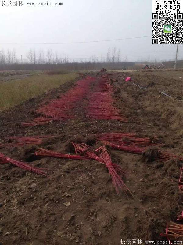 紅瑞木--長景園林 紅瑞木--長景園林