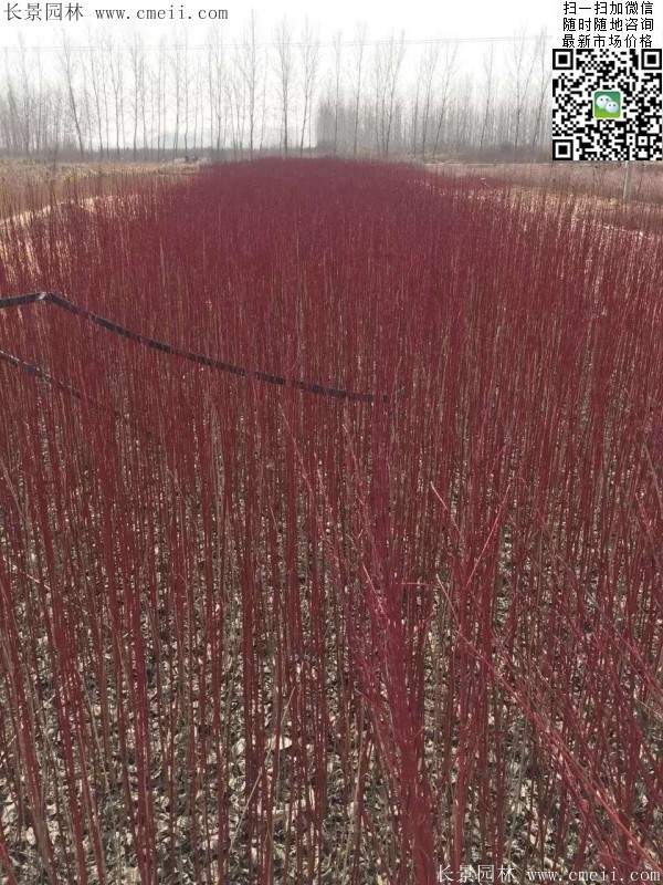 紅瑞木基地--長景園林 紅瑞木基地--長景園林