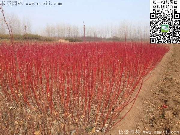 紅瑞木基地--長(zhǎng)景園林 紅瑞木基地--長(zhǎng)景園林