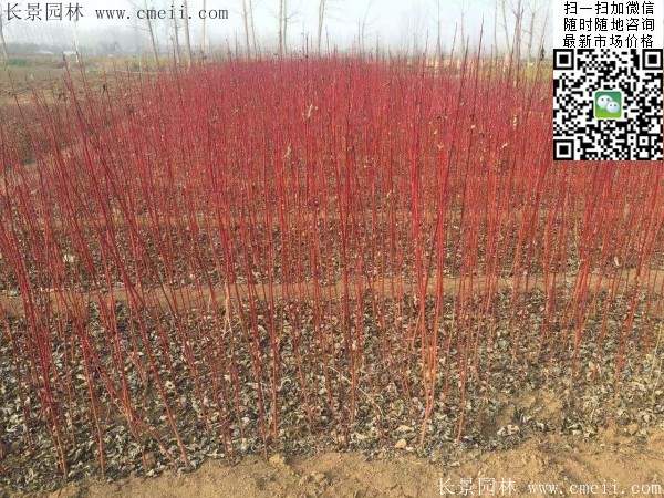 紅瑞木基地--長(zhǎng)景園林 紅瑞木基地--長(zhǎng)景園林