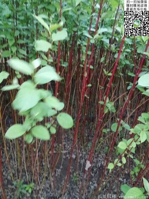 紅瑞木基地--長(zhǎng)景園林 紅瑞木基地--長(zhǎng)景園林