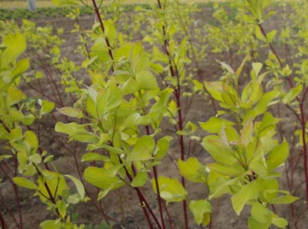 紅瑞木基地--長(zhǎng)景園林 紅瑞木基地--長(zhǎng)景園林