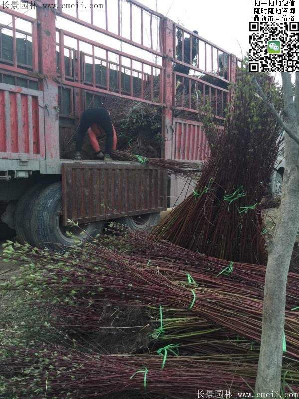 紅瑞木基地 紅瑞木基地