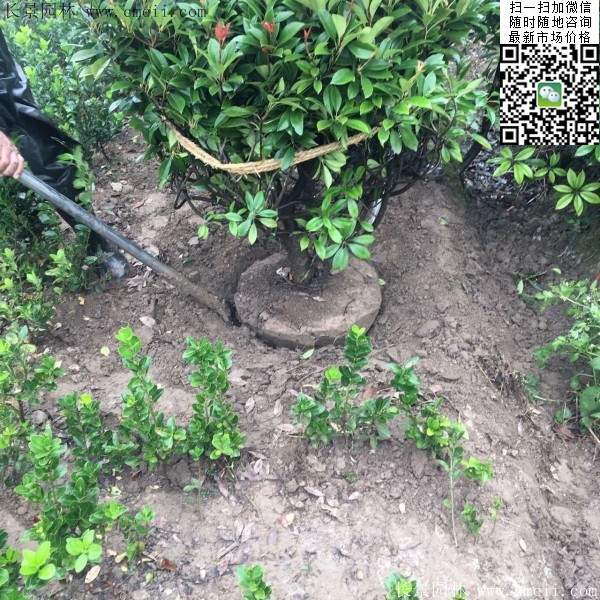 紅葉石楠球--長景園林 紅葉石楠球--長景園林