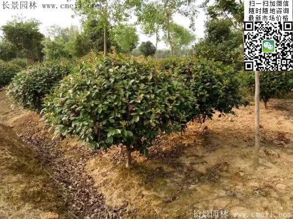 紅葉石楠球--長景園林 紅葉石楠球--長景園林