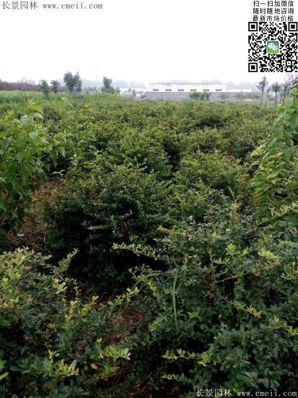 火棘--長景園林 火棘--長景園林