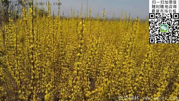 連翹--長景園林 連翹--長景園林