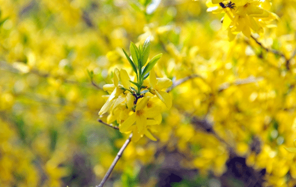 連翹--長(zhǎng)景園林 連翹--長(zhǎng)景園林