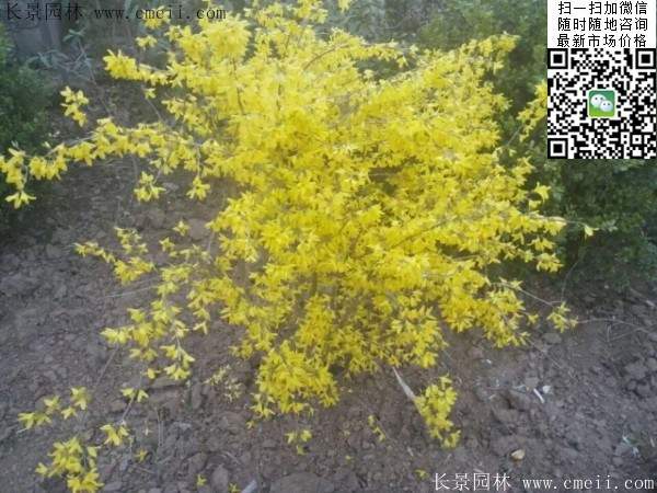 連翹--長(zhǎng)景園林 連翹--長(zhǎng)景園林