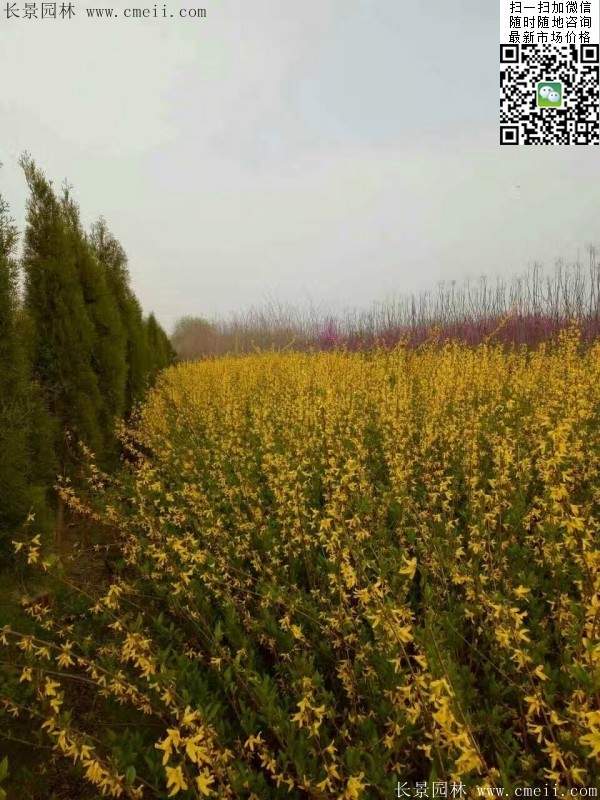 連翹--長(zhǎng)景園林 連翹--長(zhǎng)景園林