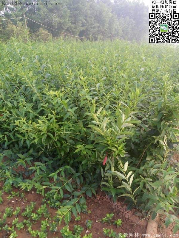 連翹--長(zhǎng)景園林 連翹--長(zhǎng)景園林