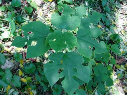 構(gòu)樹(shù)小苗