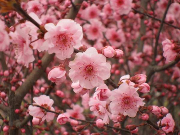 美人梅價(jià)格 美人梅價(jià)格