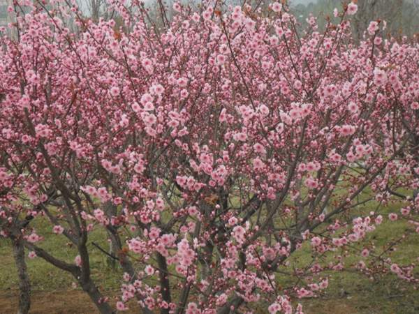 美人梅價(jià)格 美人梅價(jià)格