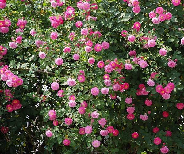 沭陽薔薇 沭陽薔薇