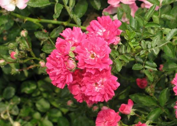 沭陽薔薇 沭陽薔薇